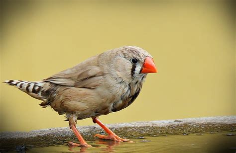 bird meaning finch meaning    whats  signcom