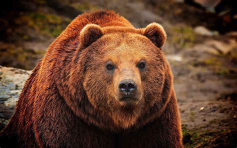 grizzly bear backgrounds  pictures