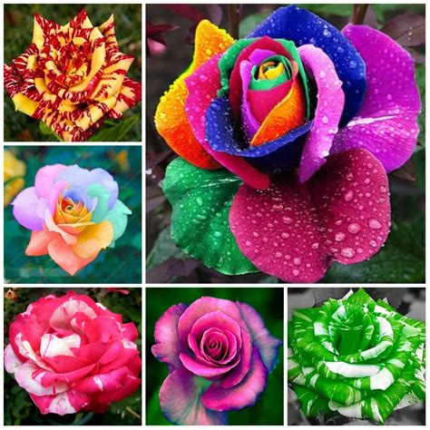 pcs rainbow rose flower plants beautiful mix color flower easy