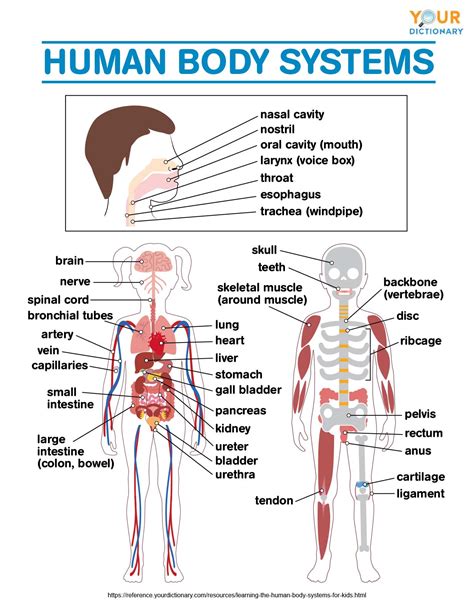 learning  human body systems  kids