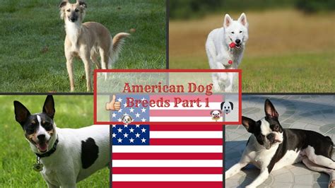 american dog breeds part  youtube