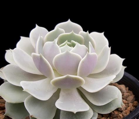 Echeveria "Lola" - Cactus Jungle