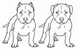 Pitbull Coloring Drawing Drawings Pages Bull Dog Pit Nose Red Draw Realistic American Puppy Cartoon Line Pitbulls Terrier Printable Kids sketch template