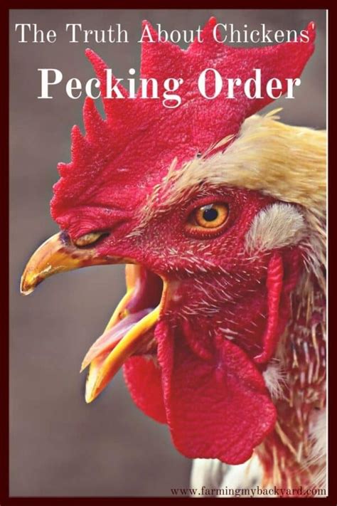 truth  chickens pecking order farming  backyard chicken