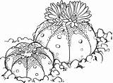 Cactus Coloring Asterias Astrophytum Sand Dollar Pages Printable Supercoloring Cacti Desert Succulent Drawing Color Plant Craft Clipart Kids sketch template