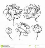 Peonia Peony Fiore Inciso Disegnato Botanico Vettore Insieme Engraved Blooming Peonies Florals sketch template