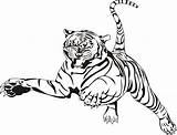 Tiger Attacking Coloring Pages Printable Kids Tigers Categories sketch template