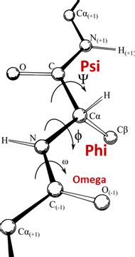 difference  phi  psi dihedral angles  peptides quora