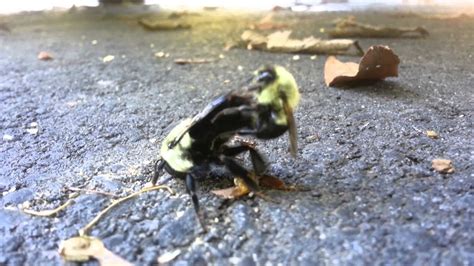 Bees Having Sex Youtube