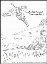 Coloring Pheasant Golden Designlooter 86kb 411px sketch template
