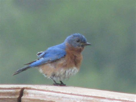 bluebird blue bird photobucket photo