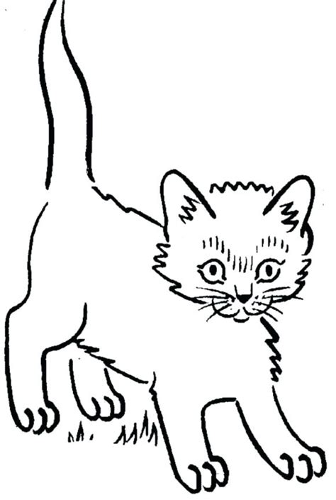 kitten drawing images     drawings
