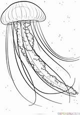 Jellyfish Draw Drawing Step Line sketch template