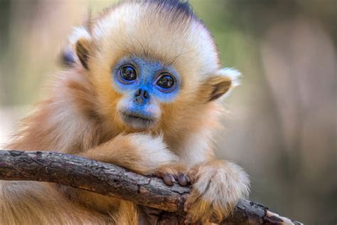 baby snub nosed monkey jim zuckerman photography photo tours