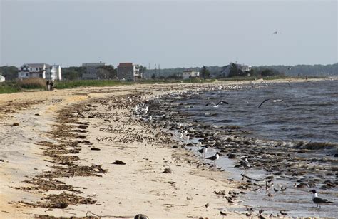 delaware bay coastline de nj reeds beach  pierces point nj