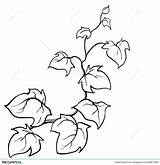 Ivy Drawing Leaf Sketch Getdrawings sketch template