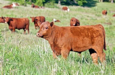 red angus bull calf stock image image  farming outdoors