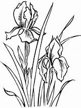 Iris Flower Coloring Pages Drawing Flowers Color Printable Drawings Line Outline Spring Sheets Draw Az Colorear Dibujos Para цветочные раскраски sketch template
