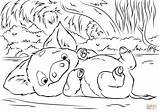 Coloring Pua Moana Pig Pages Pet Printable Colorings sketch template