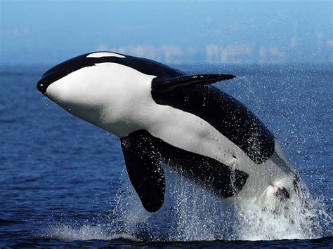 orca geasriwinarti