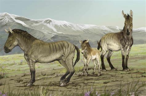 researchers discover previously unrecognized genus  extinct horses