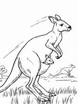 Wallaby Kangaroo Mammals Habitat sketch template