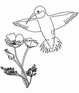 Coloring Flowers Calliope Hummingbird Hummingbirds sketch template