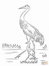 Crane Coloring Sandhill Pages Drawing Cute Printable Heron Chick Blue Baby Color Great Bird Cranes Construction Japanese Birds Animal Awesome sketch template
