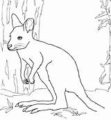 Coloring Wallaby Pages Printable Kids Template Drawing Animals Dot Categories sketch template