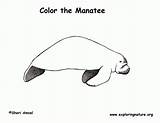 Coloring Manatee Pages Information Manatees Popular Printing Pdf Coloringhome sketch template