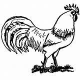 Coloring Rooster Realistic Pages Animal Clipart Farm Drawing Outline Drawings Animals Vector Fighting Roosters Kids Printable Chicken Getdrawings Color Cliparts sketch template