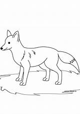 Fox Renard Coloriage Coloring Dessin Imprimer Colorier Le Famille Forest Animals sketch template