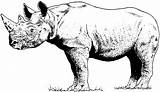 Rhino Coloring Pages Results sketch template