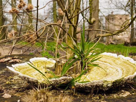 zwam op stam van een omgezaagde kastanjeboom kasteeltuin flickr