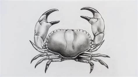 drawing  crab google search drawings animal illustration crab
