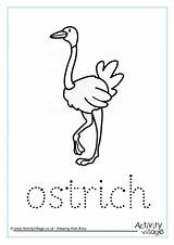 Ostrich sketch template