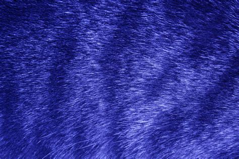 blue tabby fur texture picture  photograph  public domain