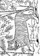 Colorat Tijger Tigri Felini Kleurplaten Tigre Animale Malvorlagen Kleurplaat Planse P31 Mewarnai Leoni Tiere Coloriages Macan Primiiani Bergerak Desene Animaatjes sketch template