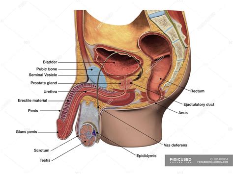 Sagittal Section View Of Male Reproductive System With