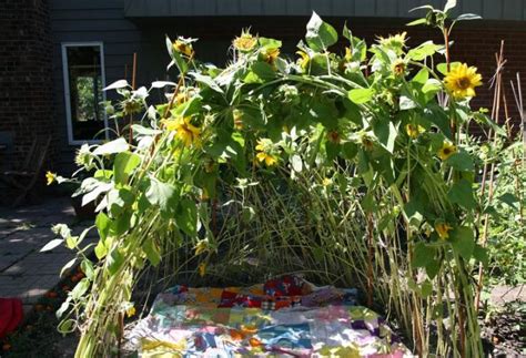 grow  sunflower house   farmers almanac
