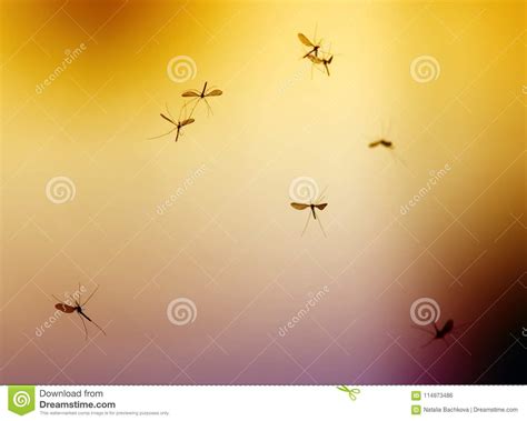 swarm  mosquito insects flying   bright red rolling stock photo image  malaria