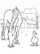 Horse Coloring Pages Kids Grass Eating Printable sketch template