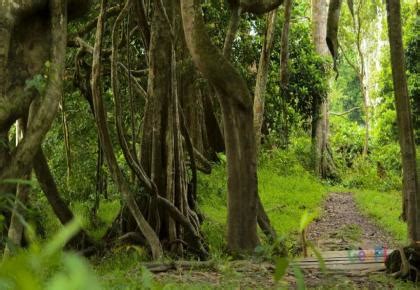 unilak kelola hutan pendidikan taman wisata alam buluh cina satuan