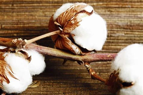 grow cotton plant exclusive care guide  tips
