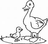 Duck Template Baby Mother Templates Animal Shape sketch template