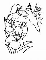 Hummingbird Coloring Pages Printable Kids Flores Para Colibri Bestcoloringpagesforkids Flower Hummingbirds Dibujos Pintar Adult Draw Imagen Sheets Print Gif Adults sketch template