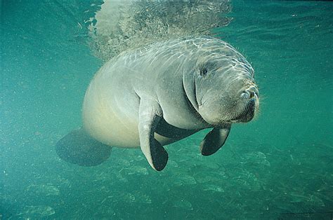 manatee   wild  unforgettable family experience orlando