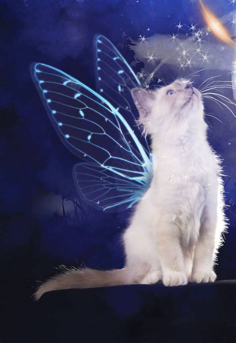 fairy cat flightoffancyportraitscom cats