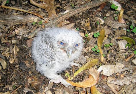 princeton nature notes  baby screech owl   garden