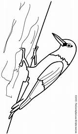 Woodpecker Coloring Pages Kids Colouring Printables sketch template